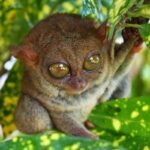 Bohol Tarsier And Wildlife Sanctuary 2