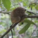 Bohol Tarsier And Wildlife Sanctuary Corella (4)