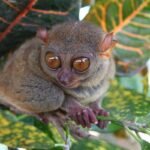 Philippine Tarsier And Wildlife Sanctuary