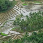 Bohol Philippine Nature Tours River Trekking Sightseeing 020